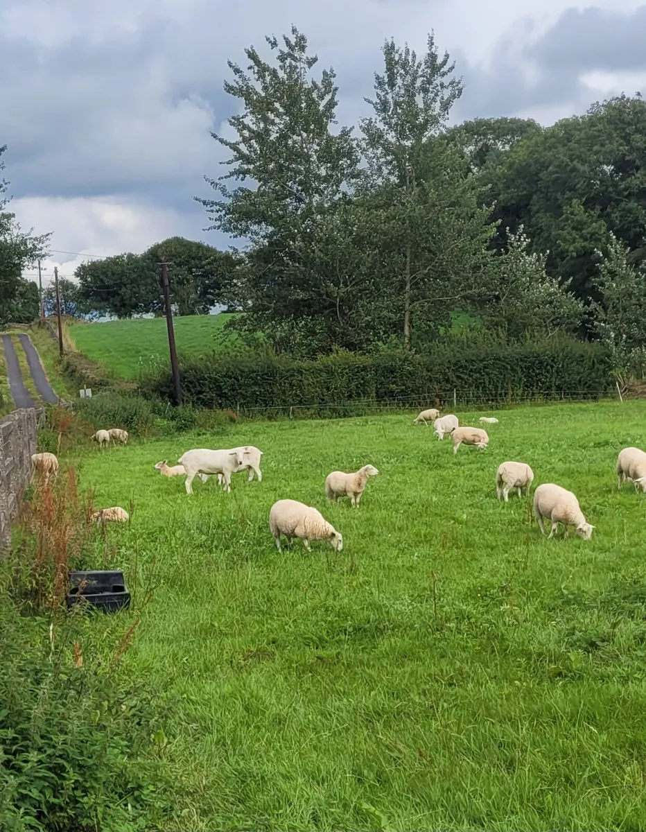 25 store lambs - Image 2