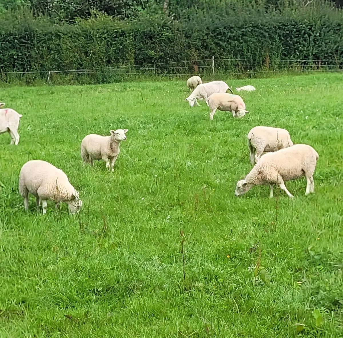 25 store lambs - Image 3