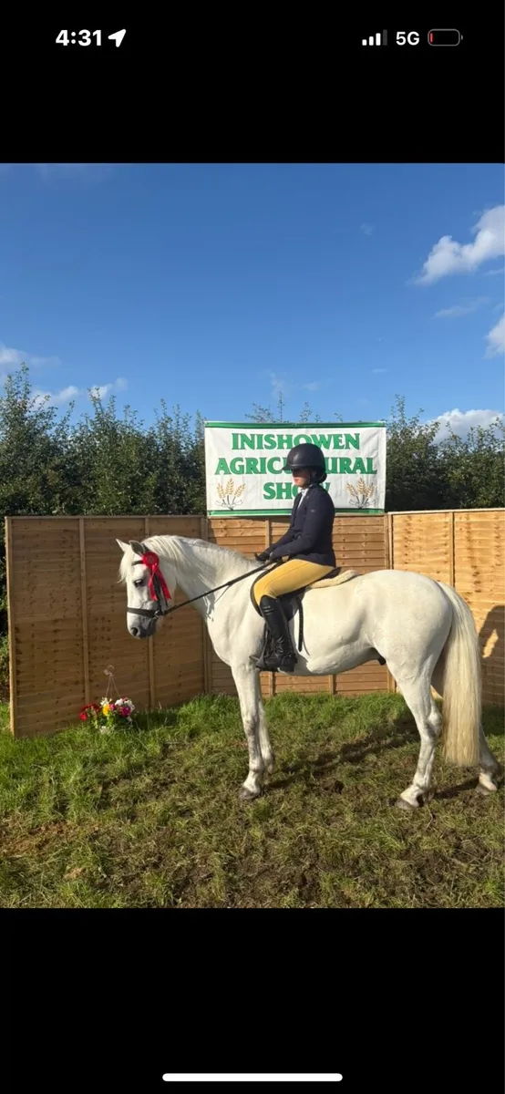 Connemara gelding - Image 1