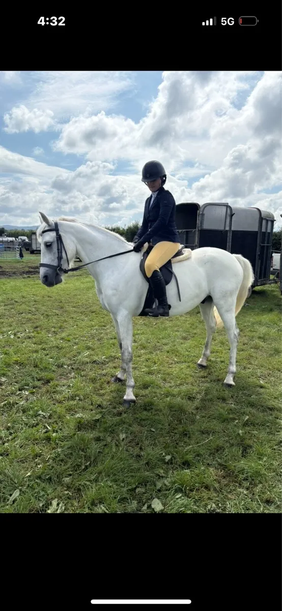 Connemara gelding - Image 2