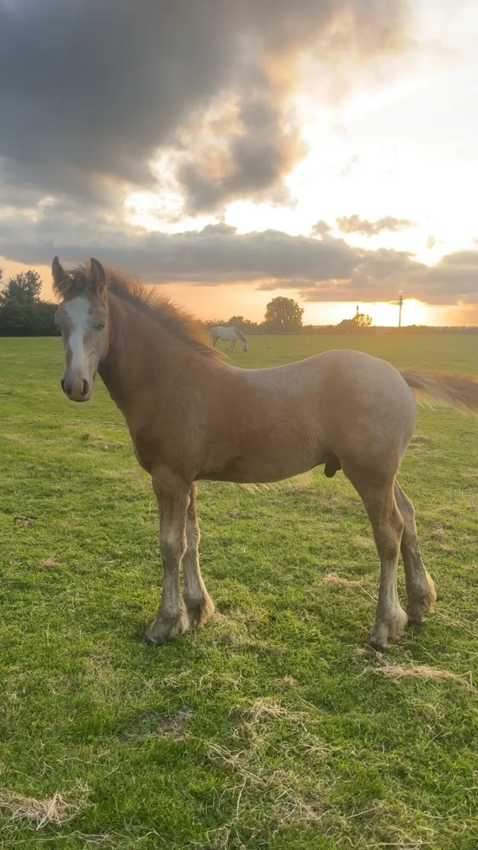 ⭐️Show colt foal ⭐️ - Image 1