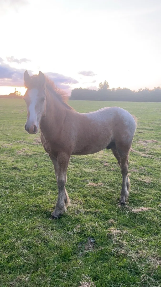 ⭐️Show colt foal ⭐️ - Image 3