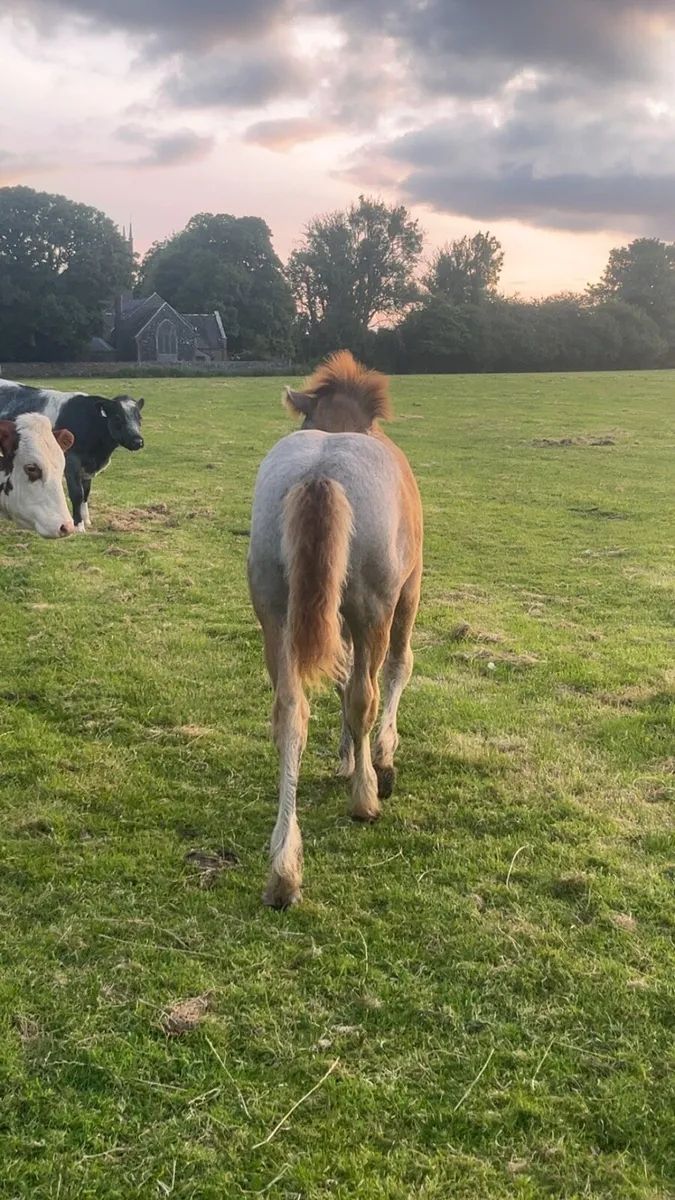 ⭐️Show colt foal ⭐️ - Image 4