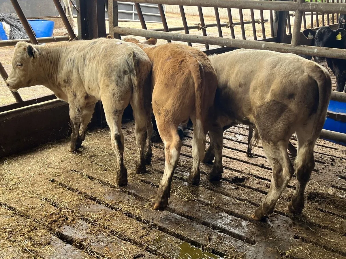 4 super charlaois bull  weanlings - Image 1
