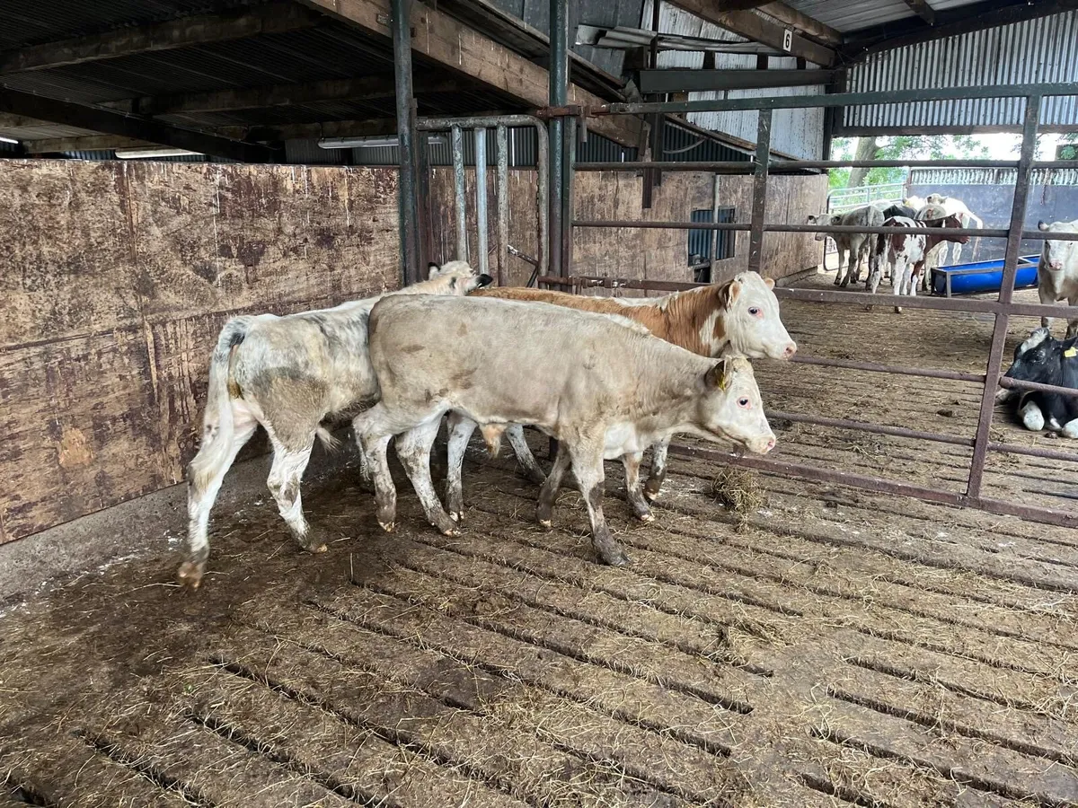 4 super charlaois bull  weanlings - Image 2