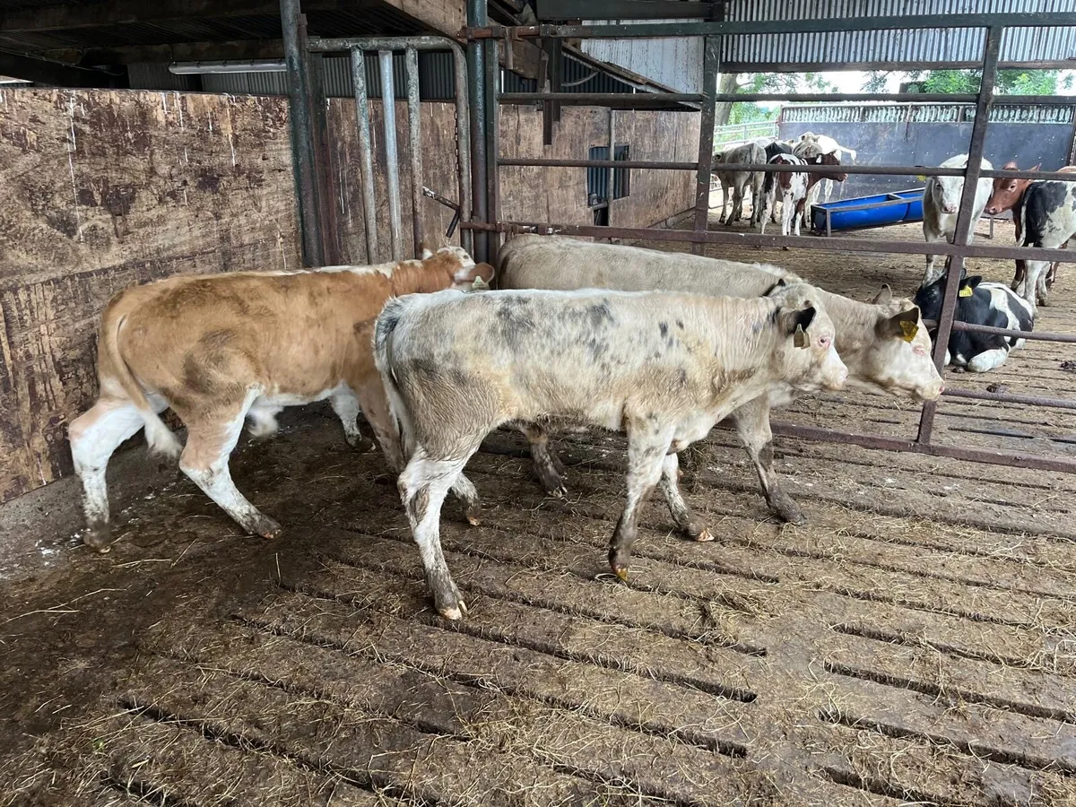 4 super charlaois bull  weanlings - Image 3