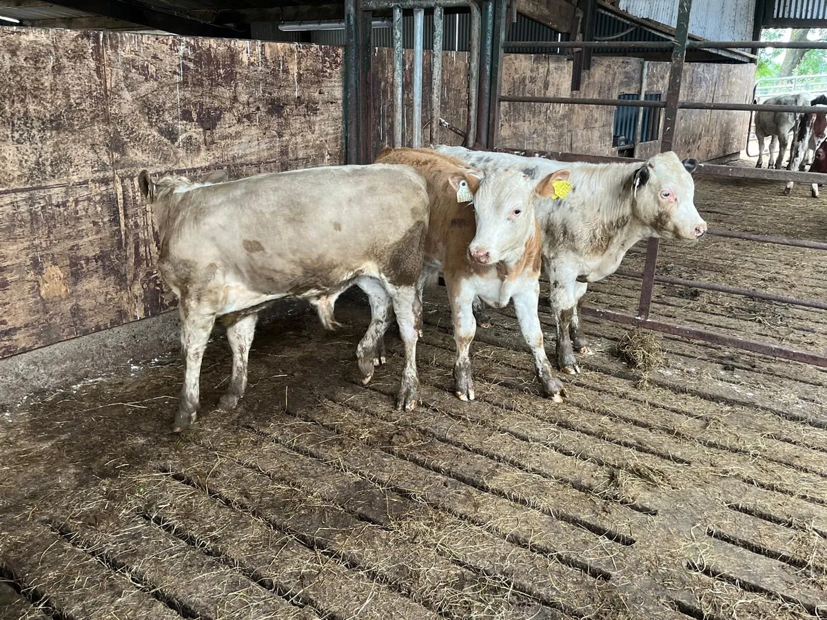 4 super charlaois bull  weanlings - Image 4