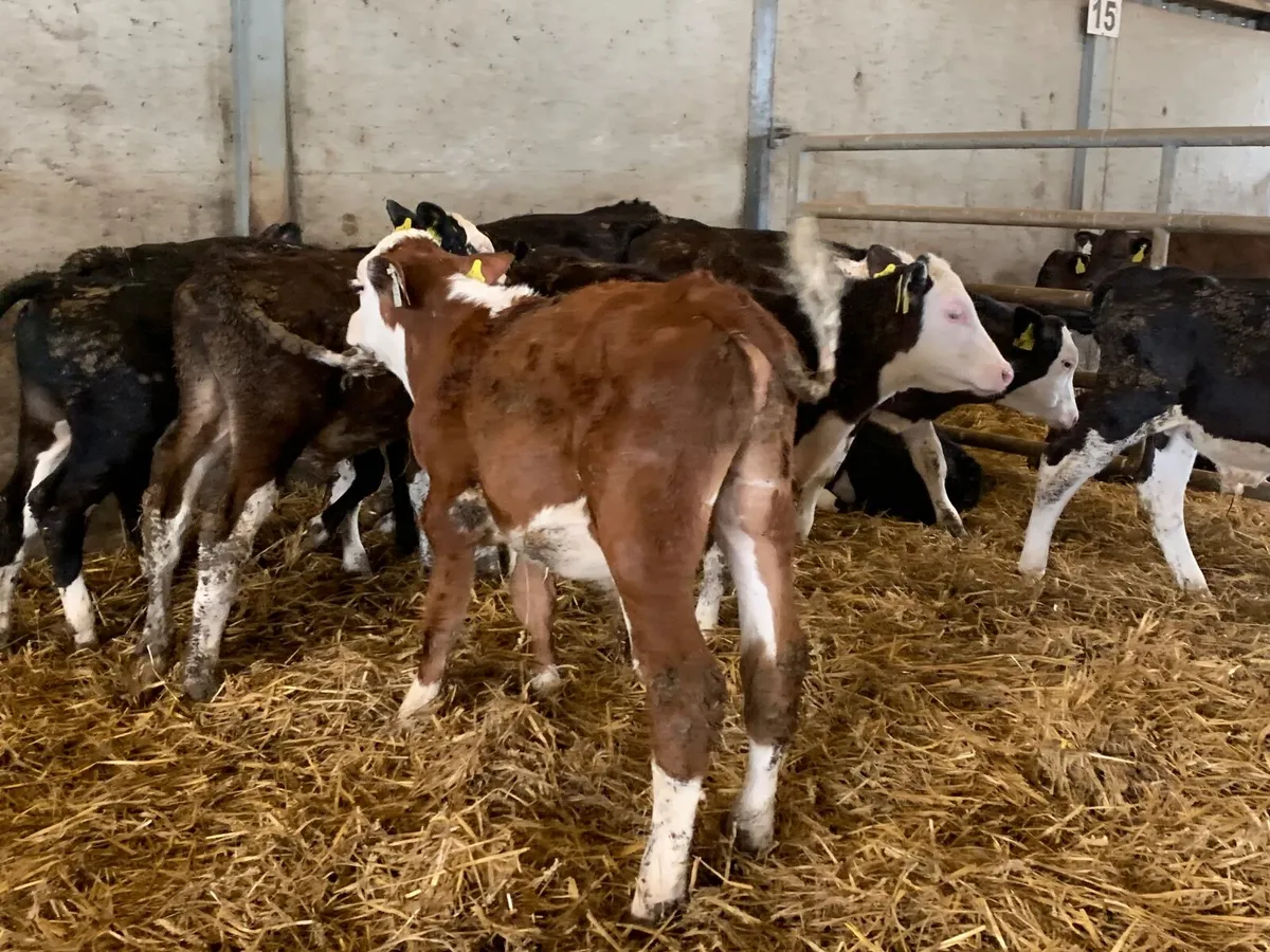 Super Hereford bulls - Image 2