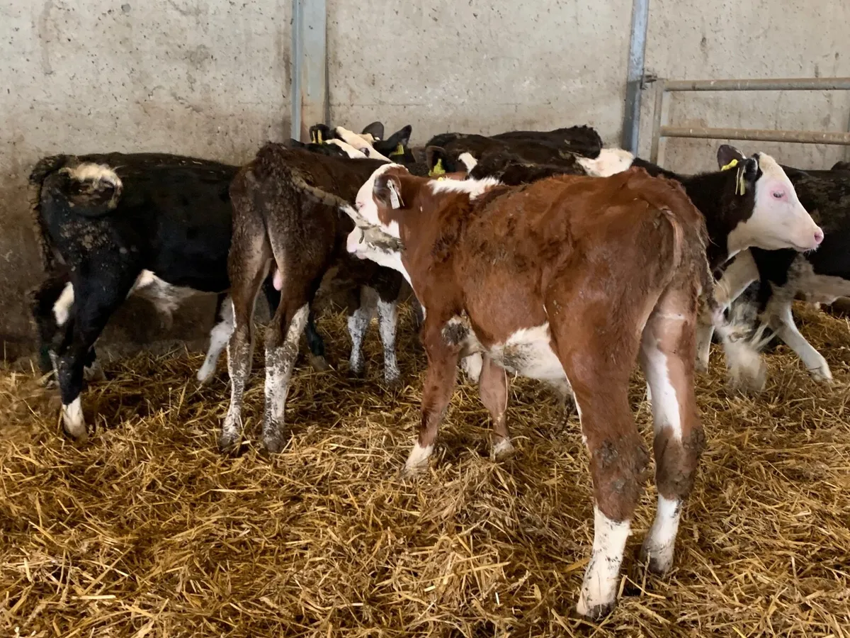 Super Hereford bulls - Image 3