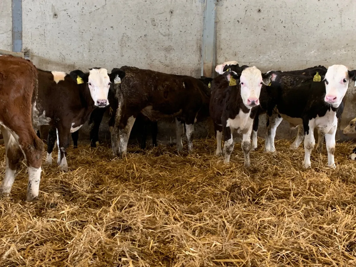 Super Hereford bulls - Image 4