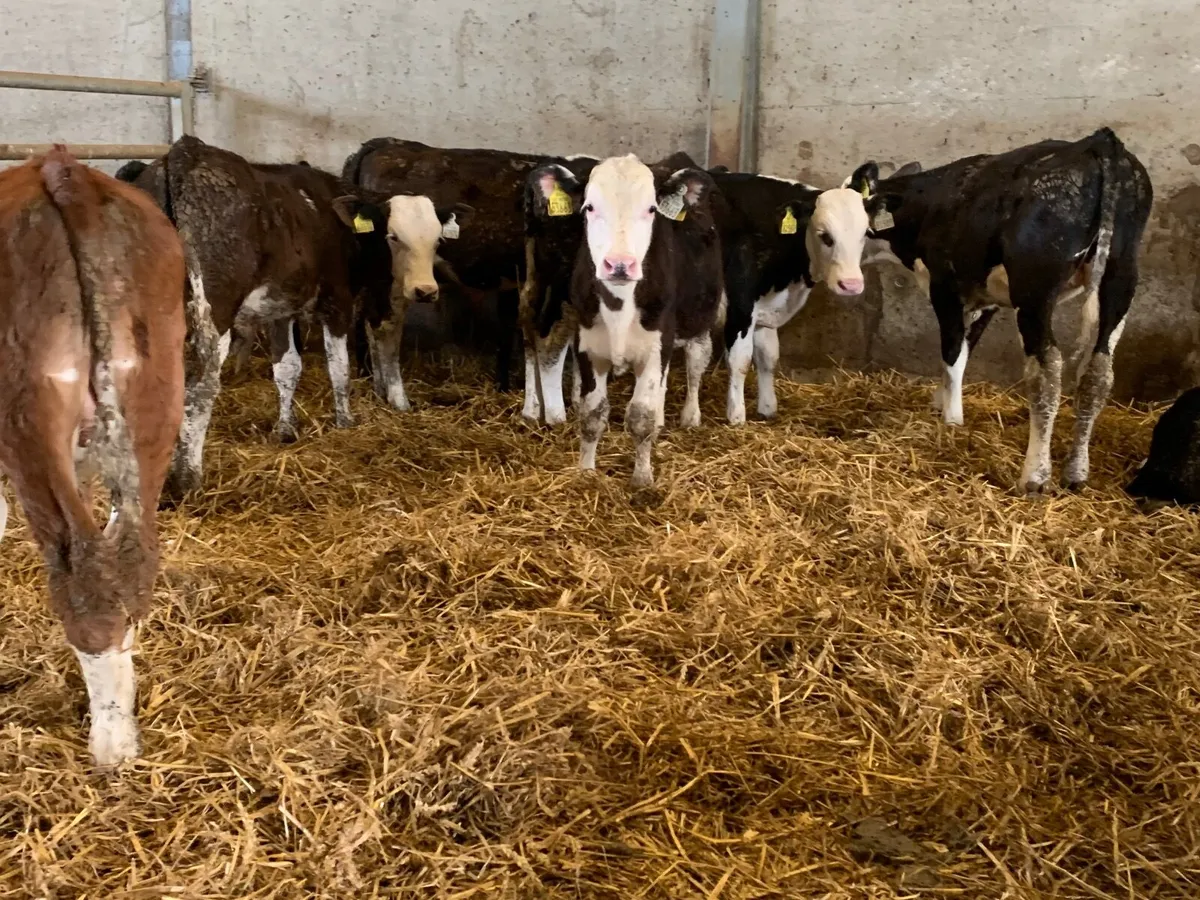 Super Hereford bulls - Image 1