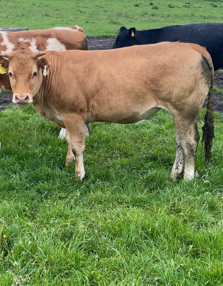 Quality store heifers