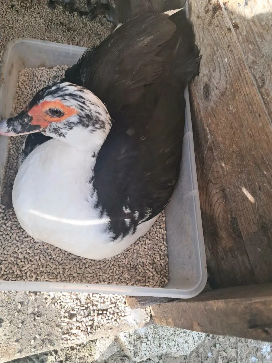 New 22.7.25 Moscovy ducklings duck in photo - Image 1