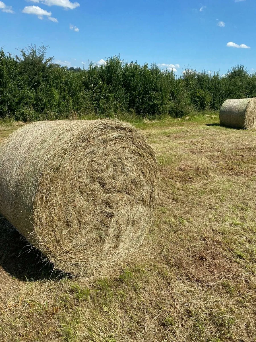 Hay - Image 1