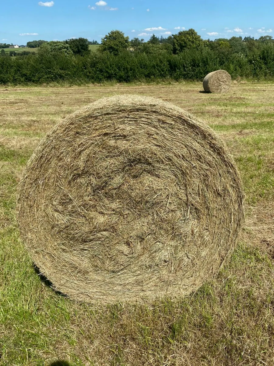 Hay - Image 2