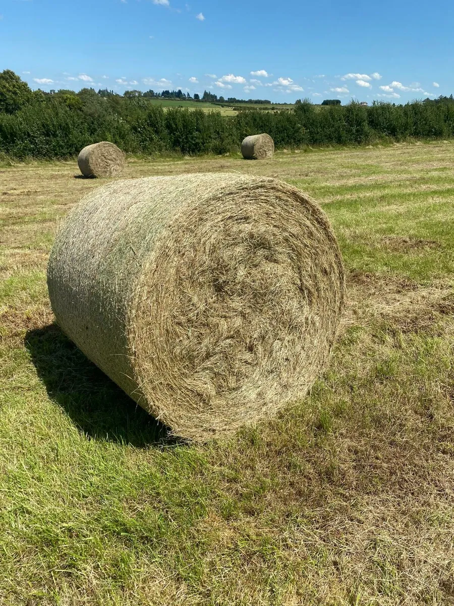 Hay - Image 3
