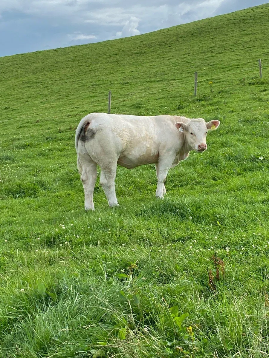💥Show Ready Pedigree Charolais Heifer💥 - Image 1