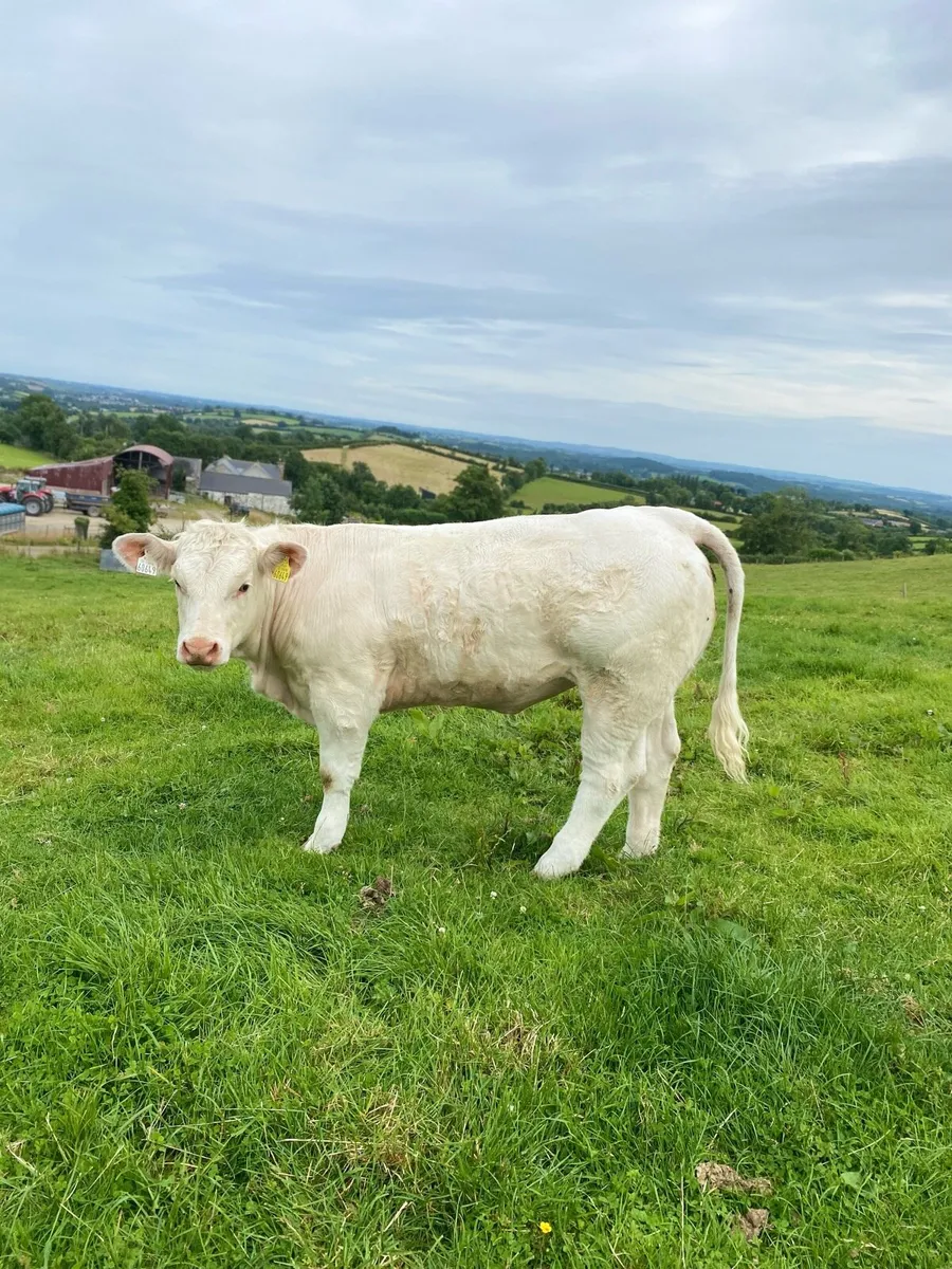 💥Show Ready Pedigree Charolais Heifer💥 - Image 2