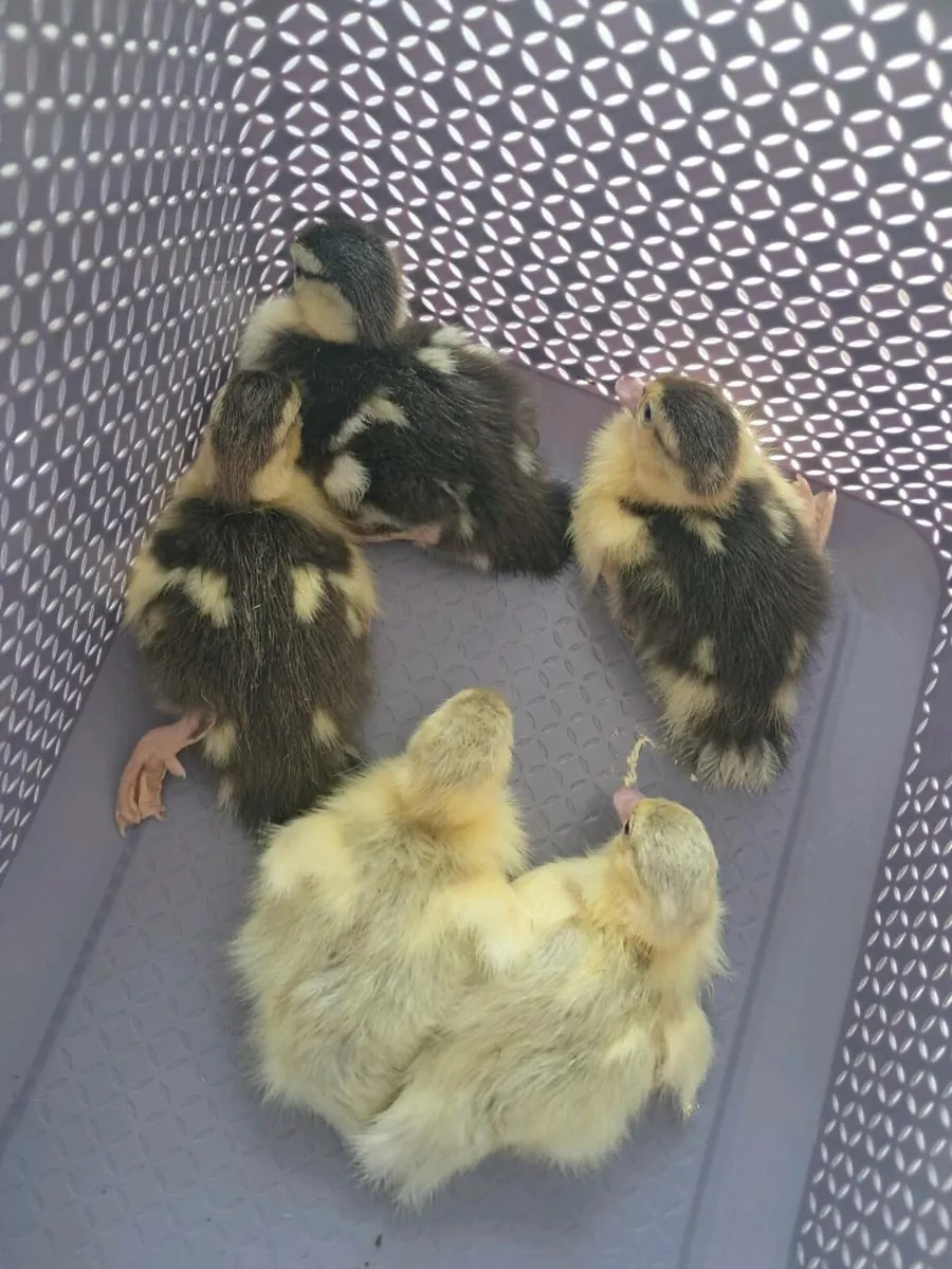 New 22.7.25 Moscovy ducklings duck in photo - Image 2
