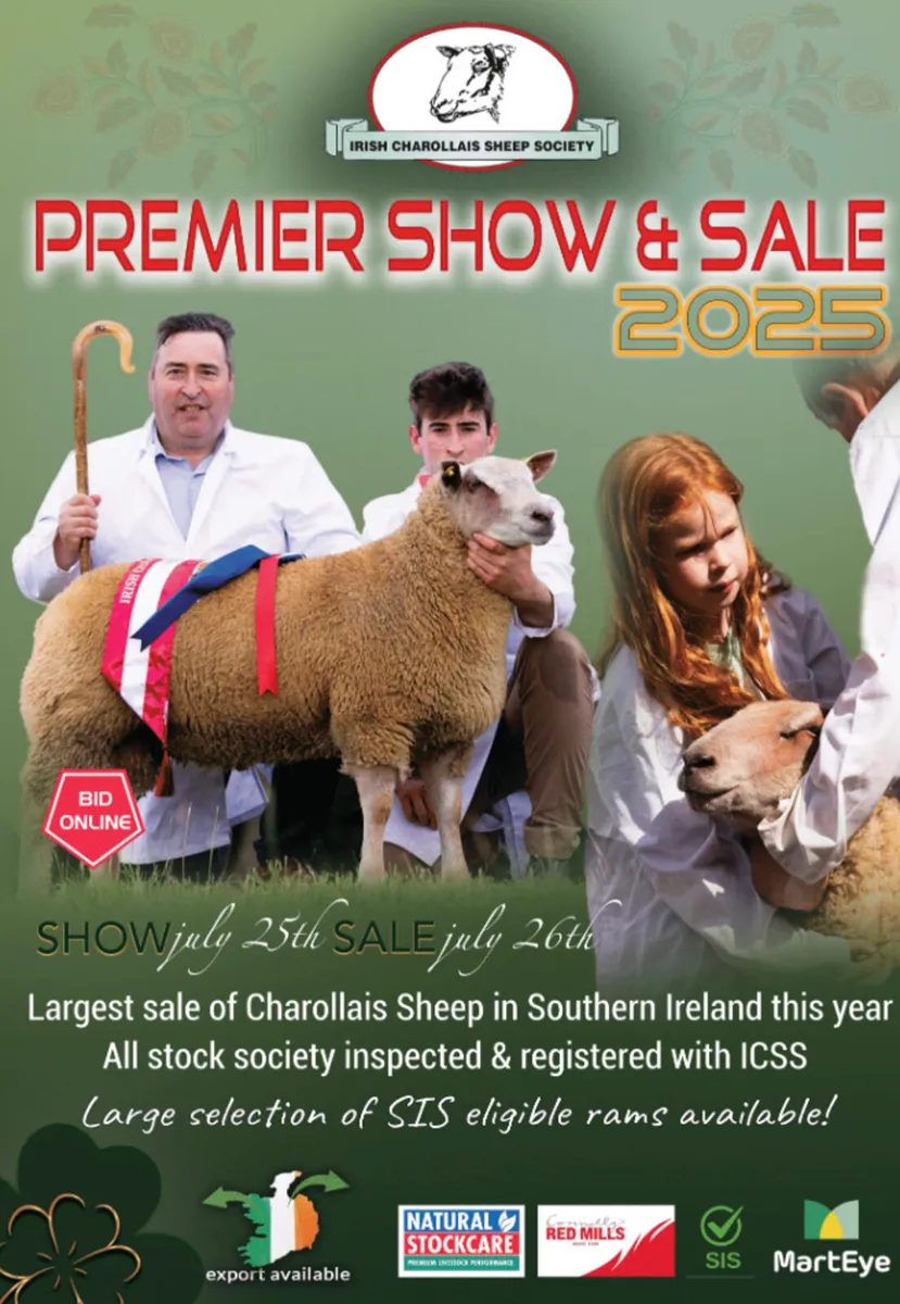Irish Charollais sheep society premier sale - Image 1