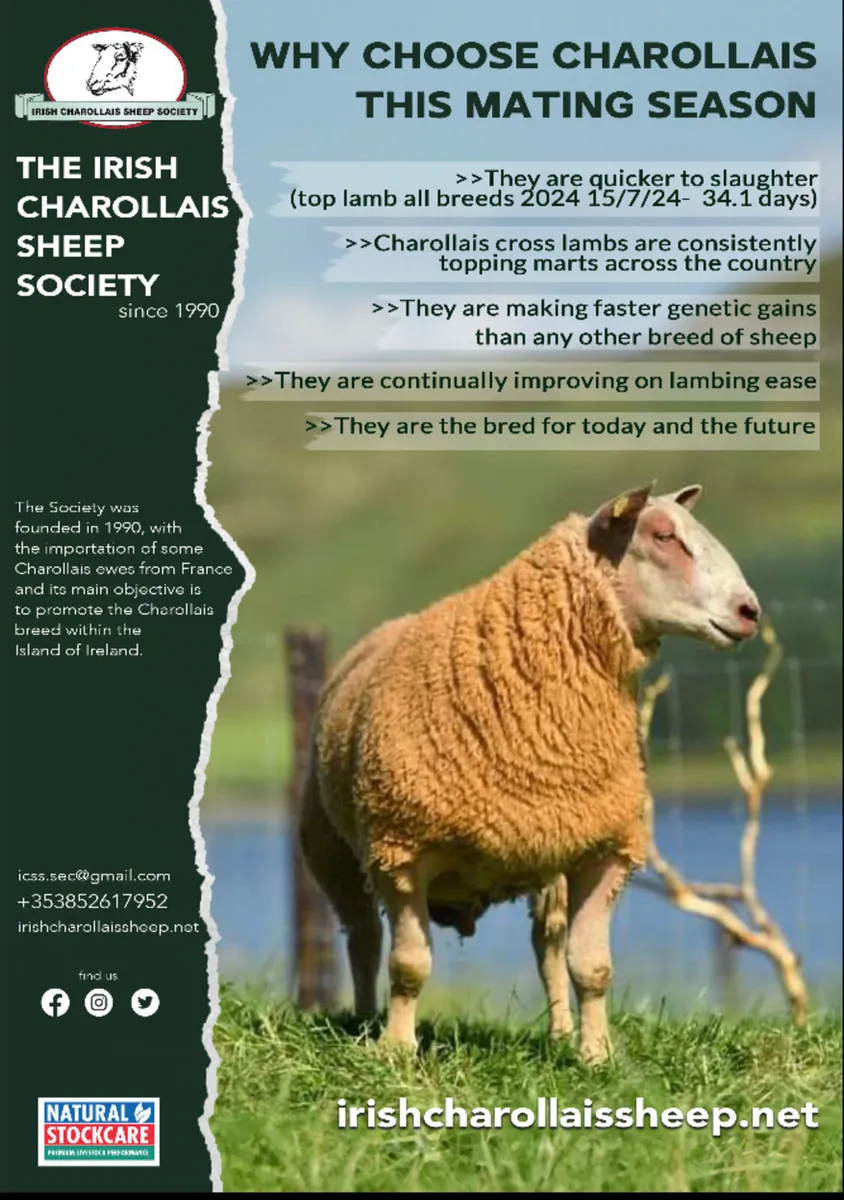 Irish Charollais sheep society premier sale - Image 2