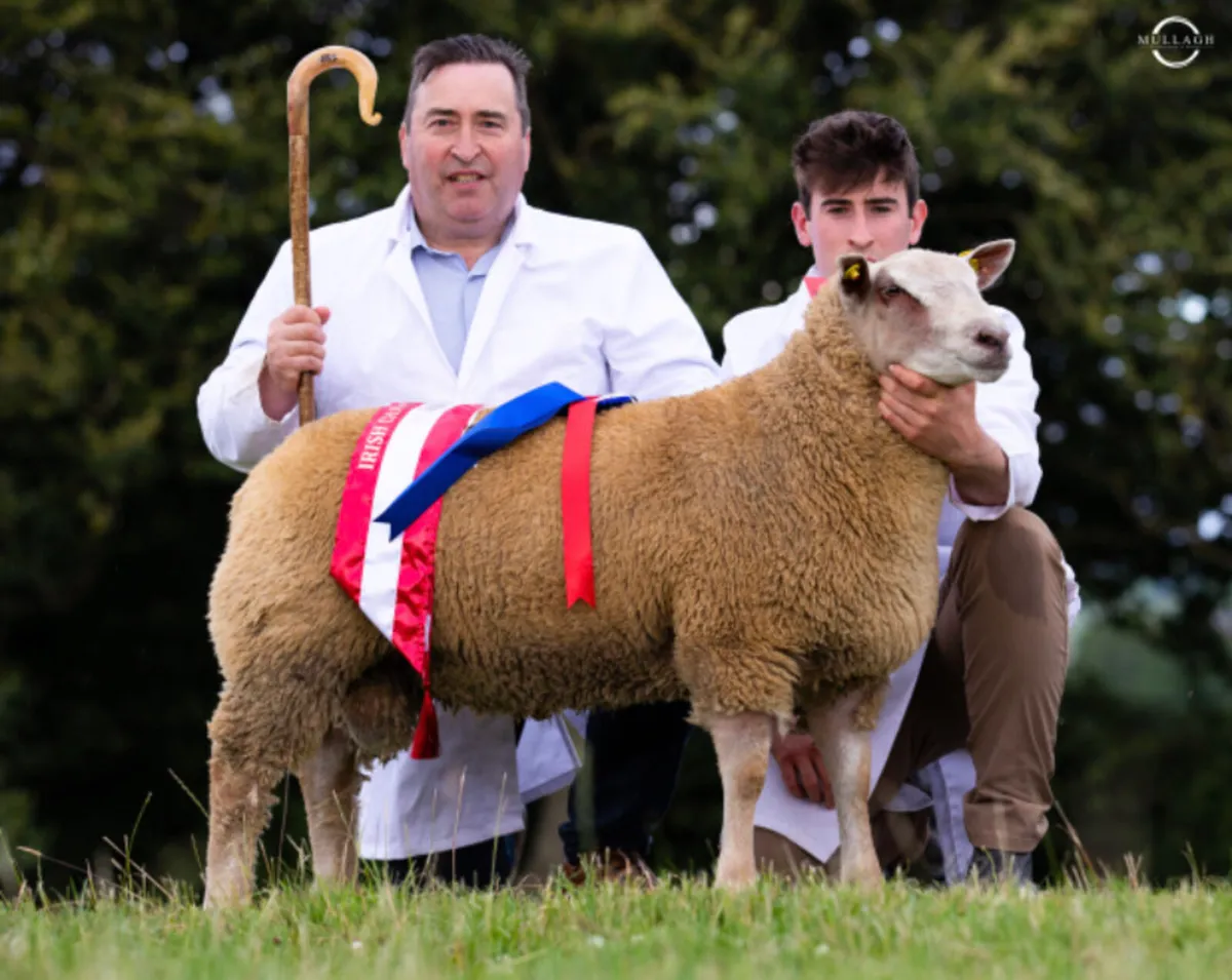 Irish Charollais sheep society premier sale - Image 3