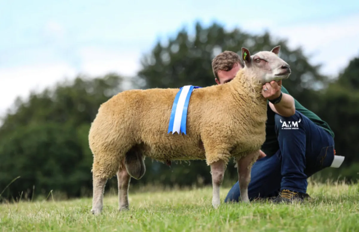 Irish Charollais sheep society premier sale - Image 4