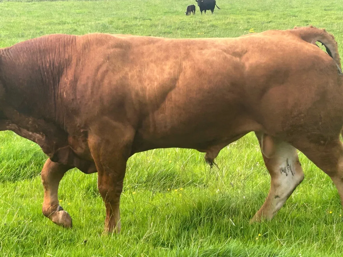 Super 4 star genotyped purebred limousine bull - Image 2