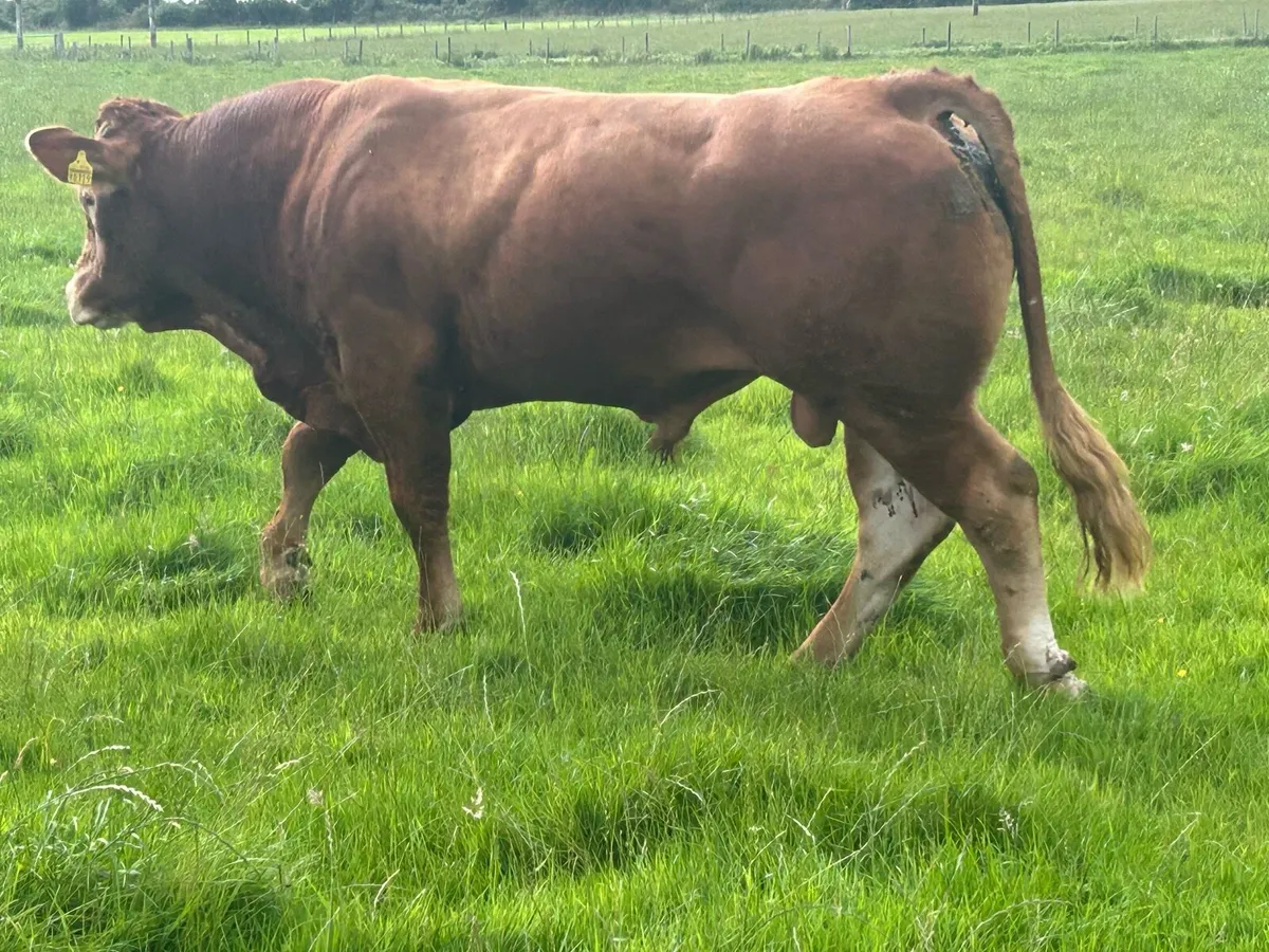 Super 4 star genotyped purebred limousine bull - Image 3