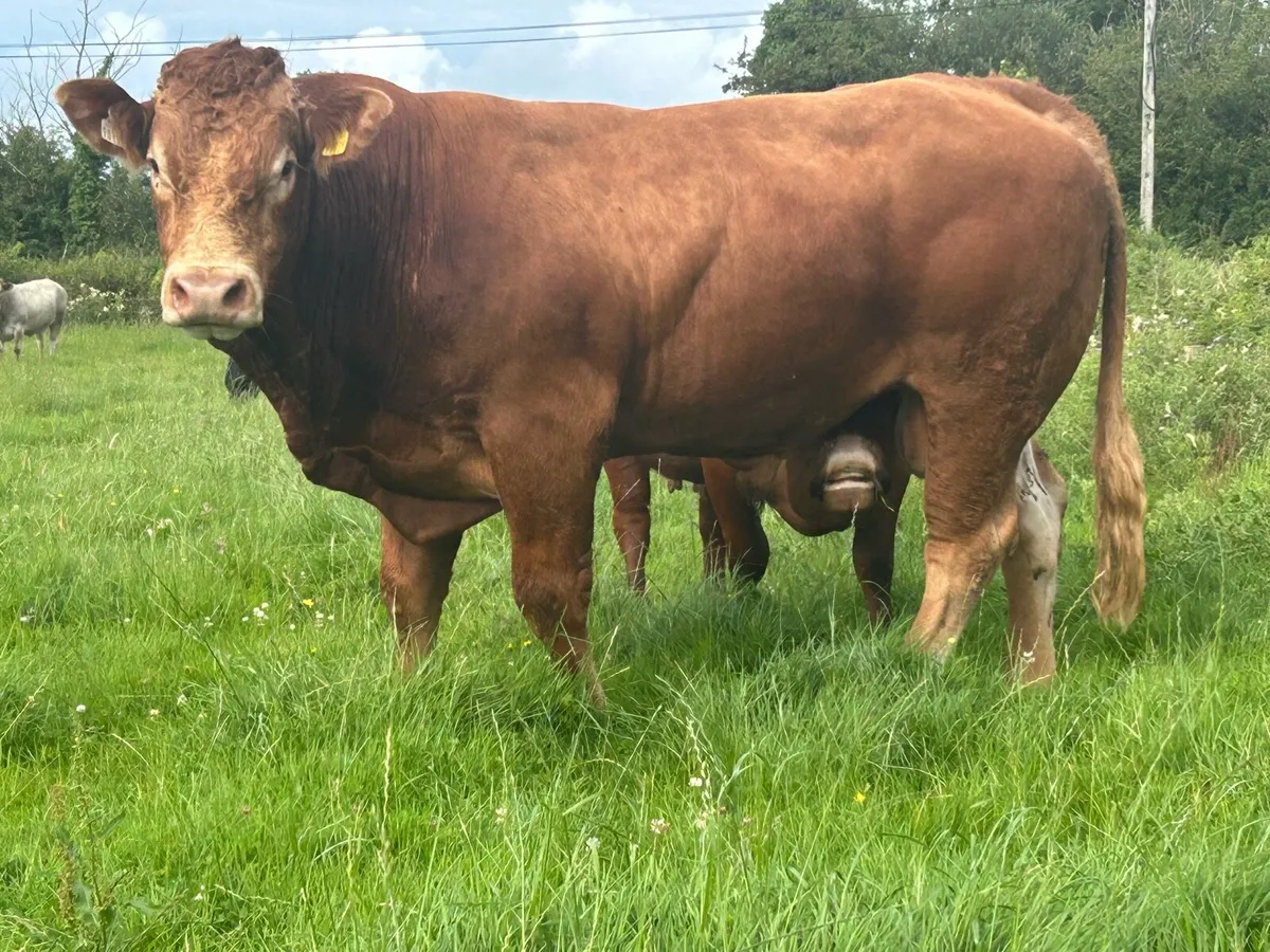 Super 4 star genotyped purebred limousine bull - Image 4