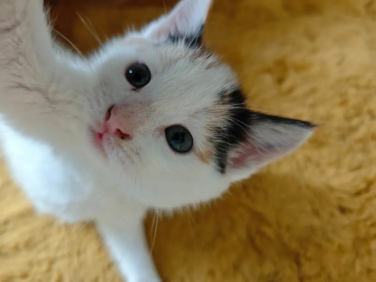 Cats - Image 1