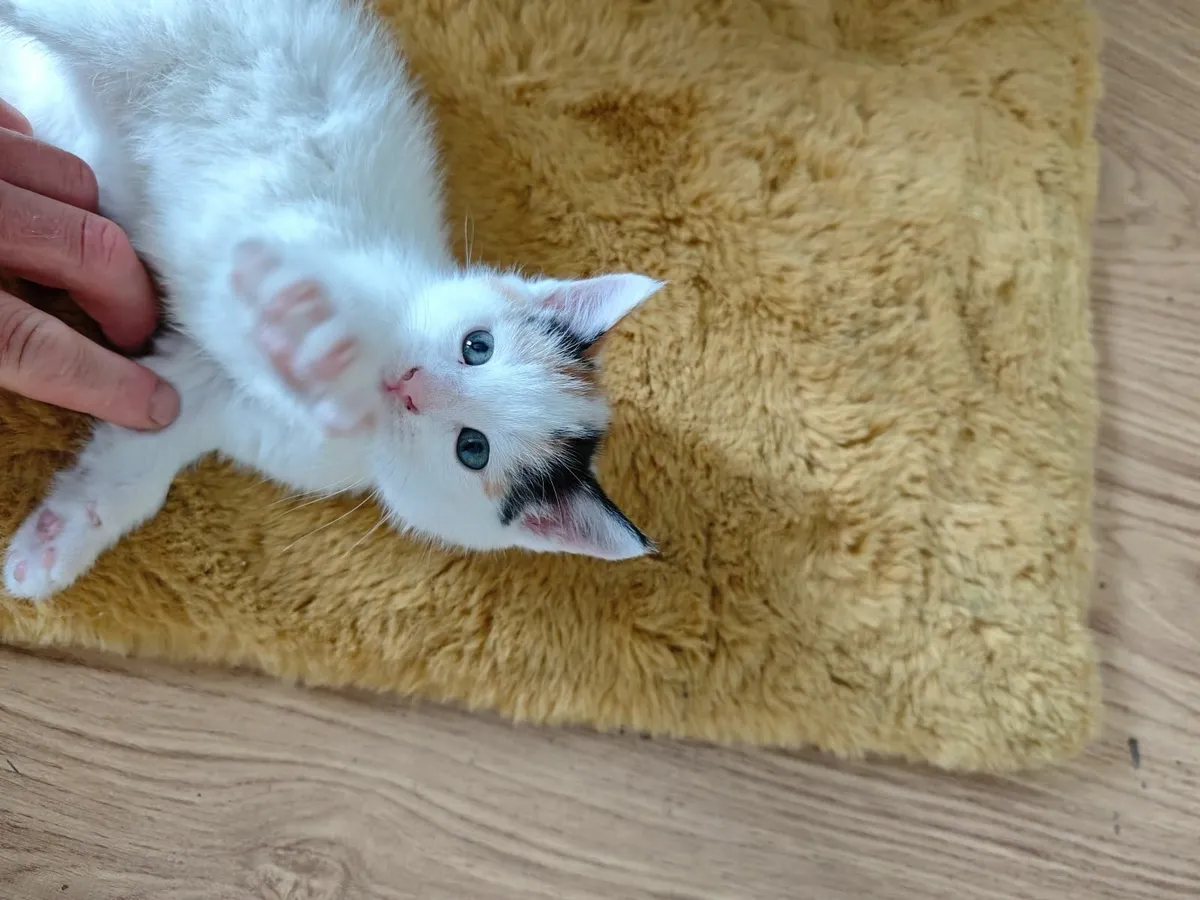 Cats - Image 2