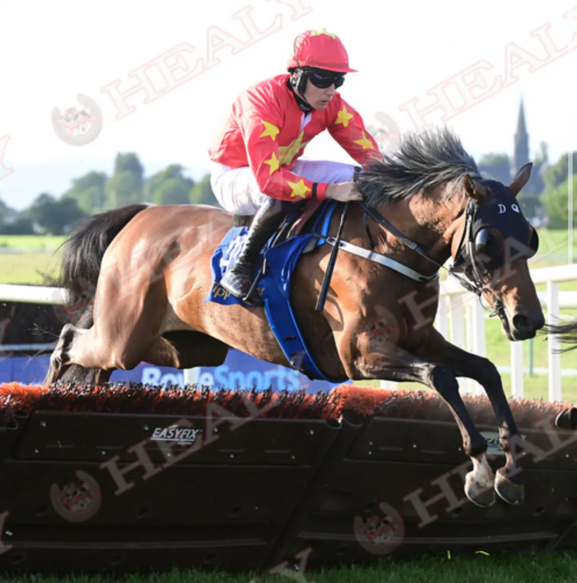 P2P and hurdle winning mare - Image 1
