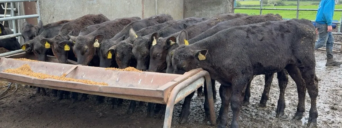 10 reared AA bull calves - Image 1