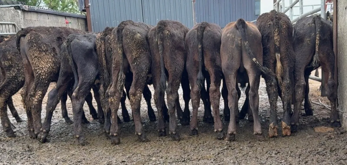 10 reared AA bull calves - Image 2