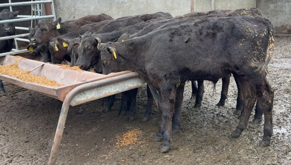 10 reared AA bull calves - Image 3