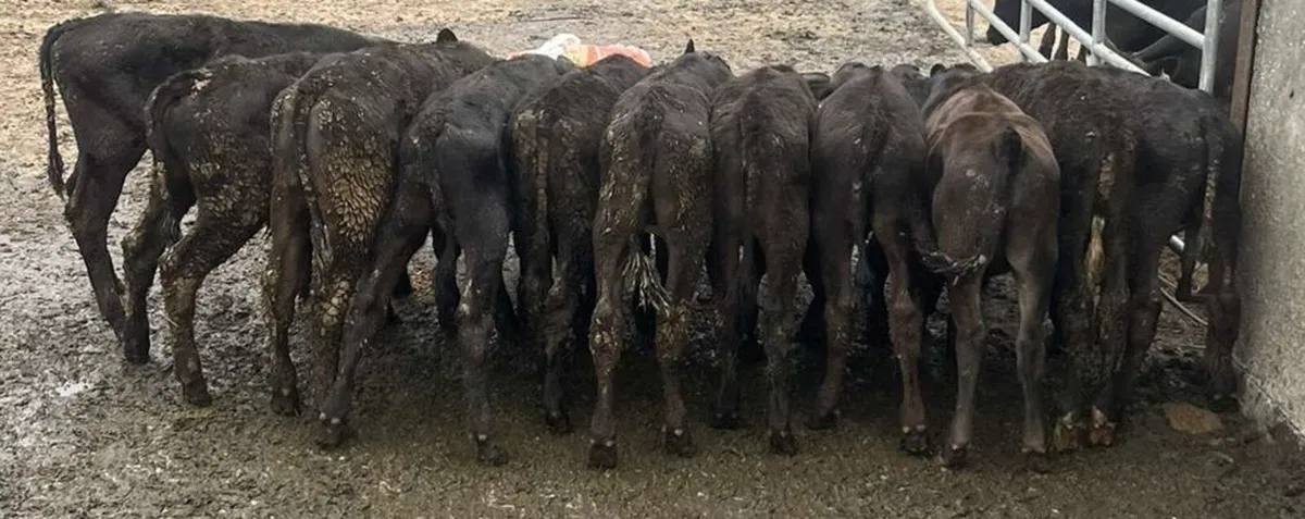 10 reared AA bull calves - Image 4