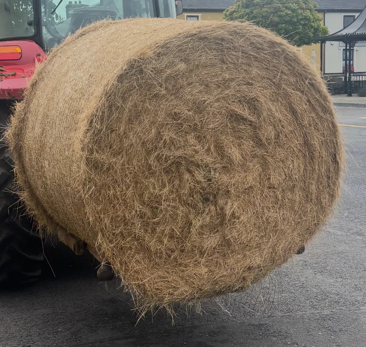 60 Top Quality Hay