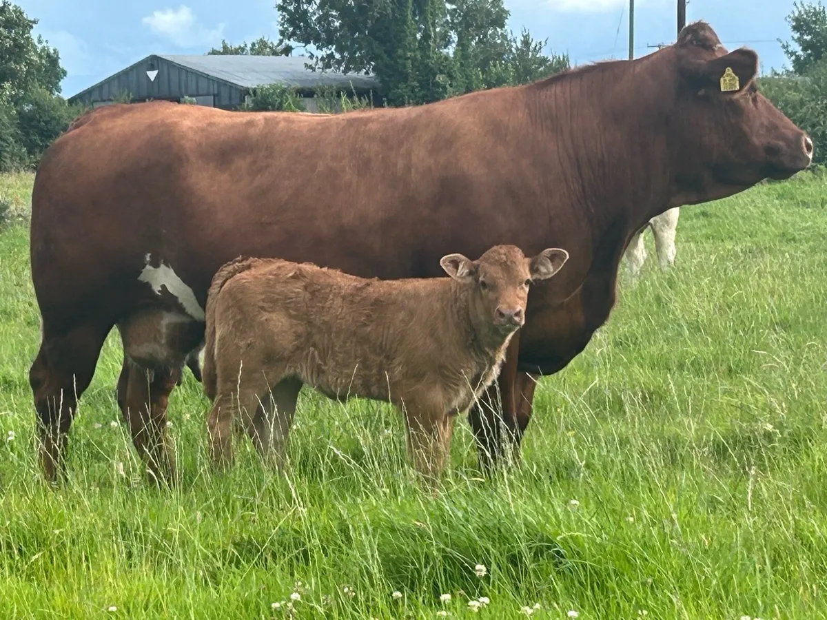 Super u grade cow and  calf - Image 1