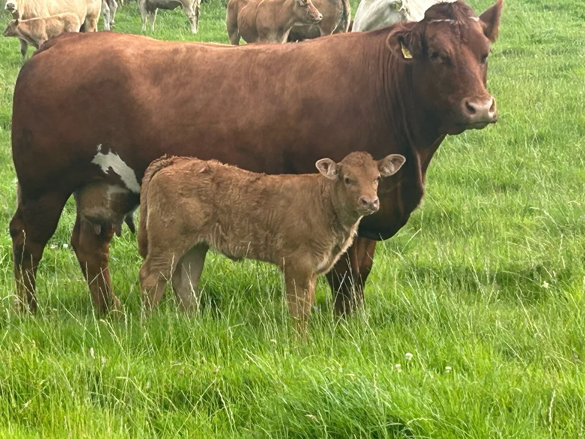 Super u grade cow and  calf - Image 2