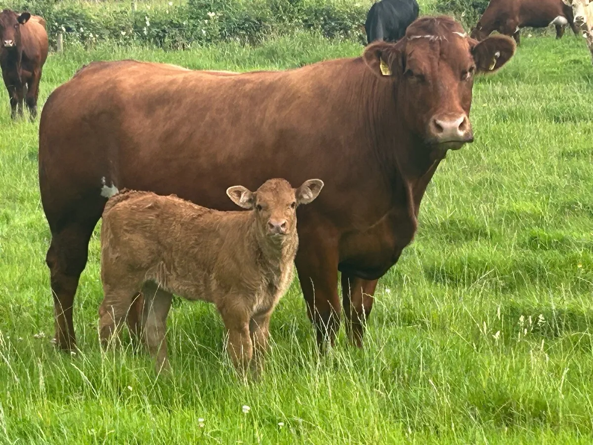 Super u grade cow and  calf - Image 3