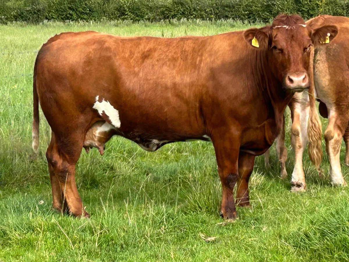 Super u grade cow and  calf - Image 4