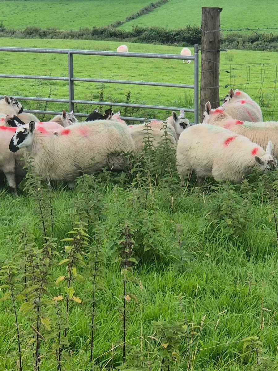 Brockie ewe lambs - Image 1