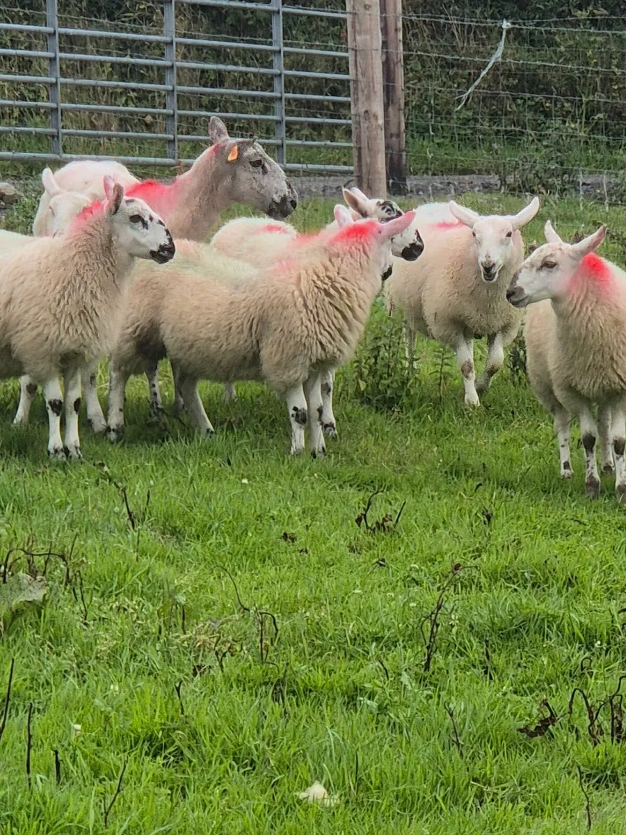 Brockie ewe lambs - Image 2
