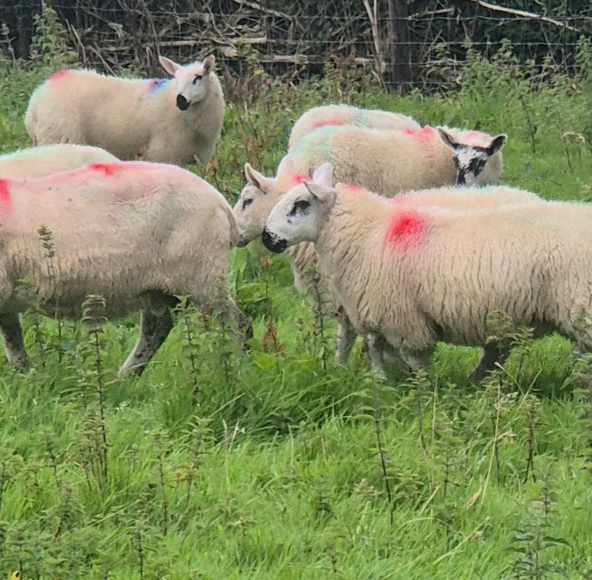 Brockie ewe lambs - Image 3