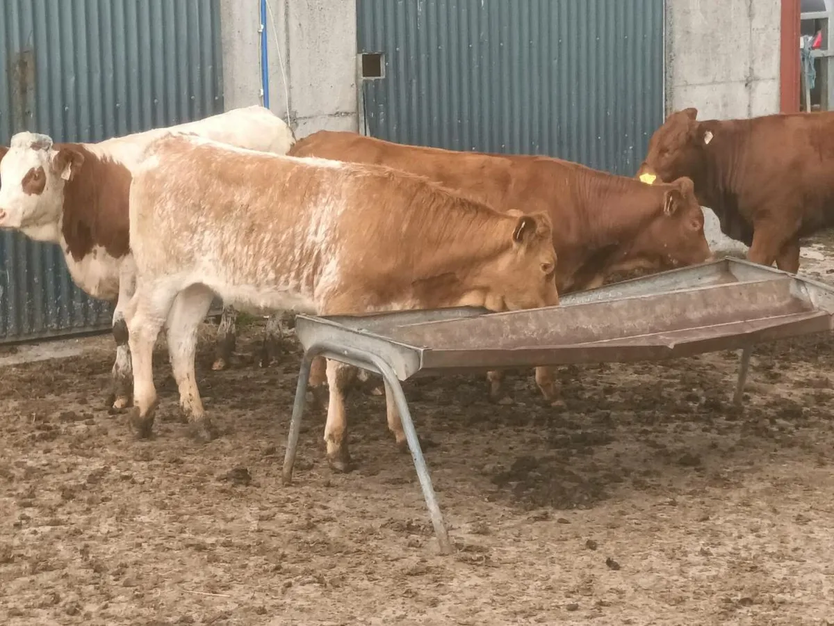 5 smashing U and R Grade  Grade  Heifer's for sale - Image 3