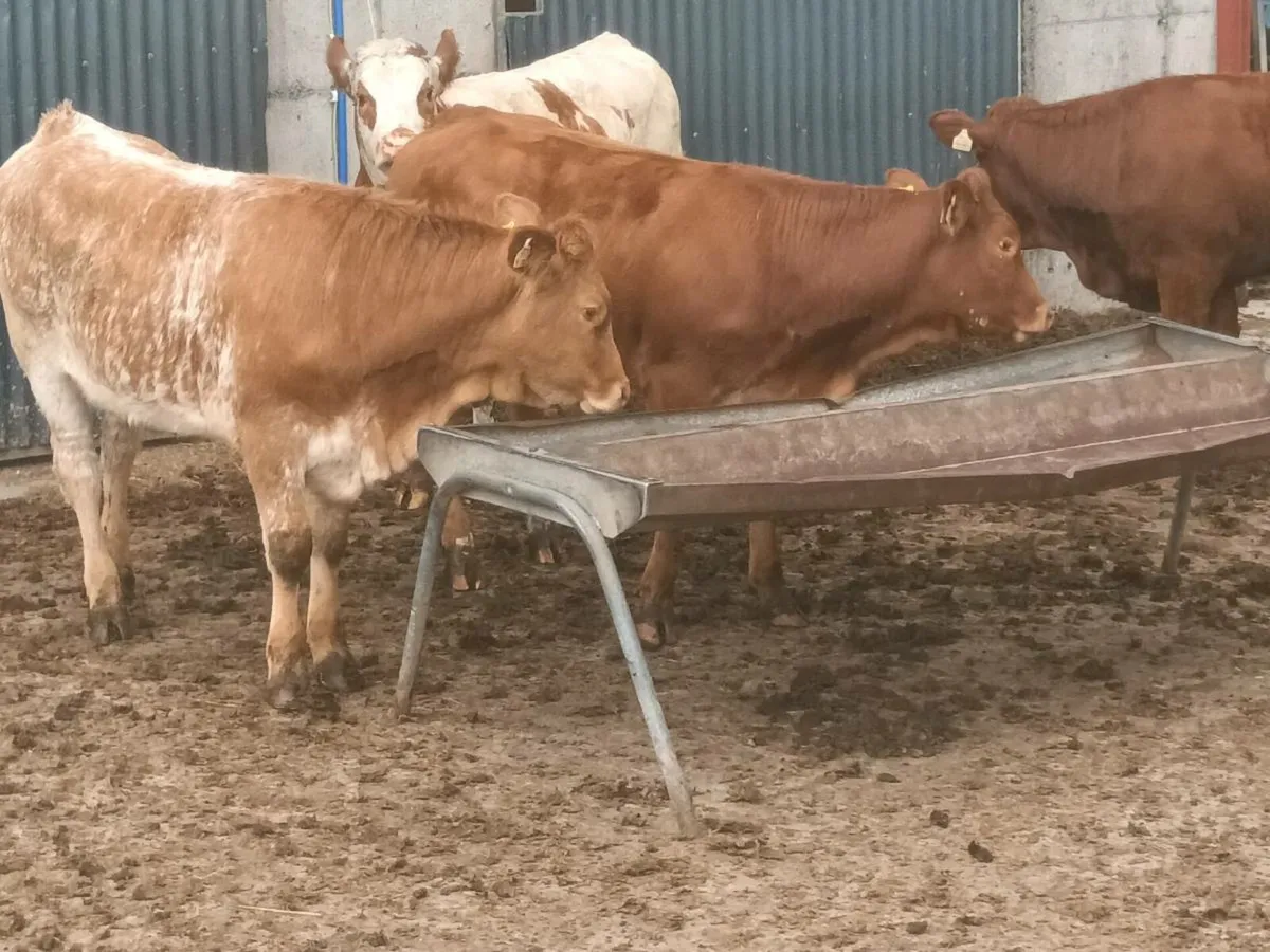 5 smashing U and R Grade  Grade  Heifer's for sale - Image 4