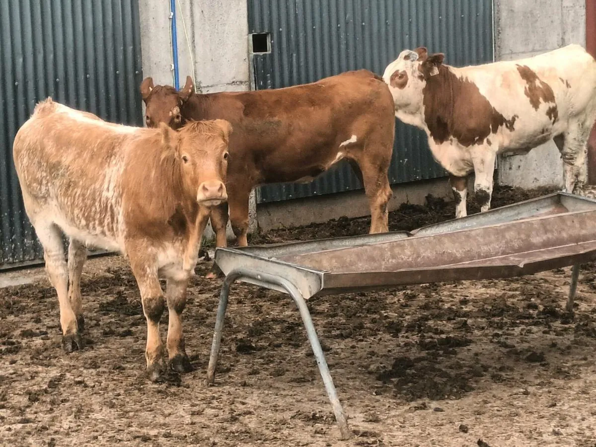 5 smashing U and R Grade  Grade  Heifer's for sale - Image 2