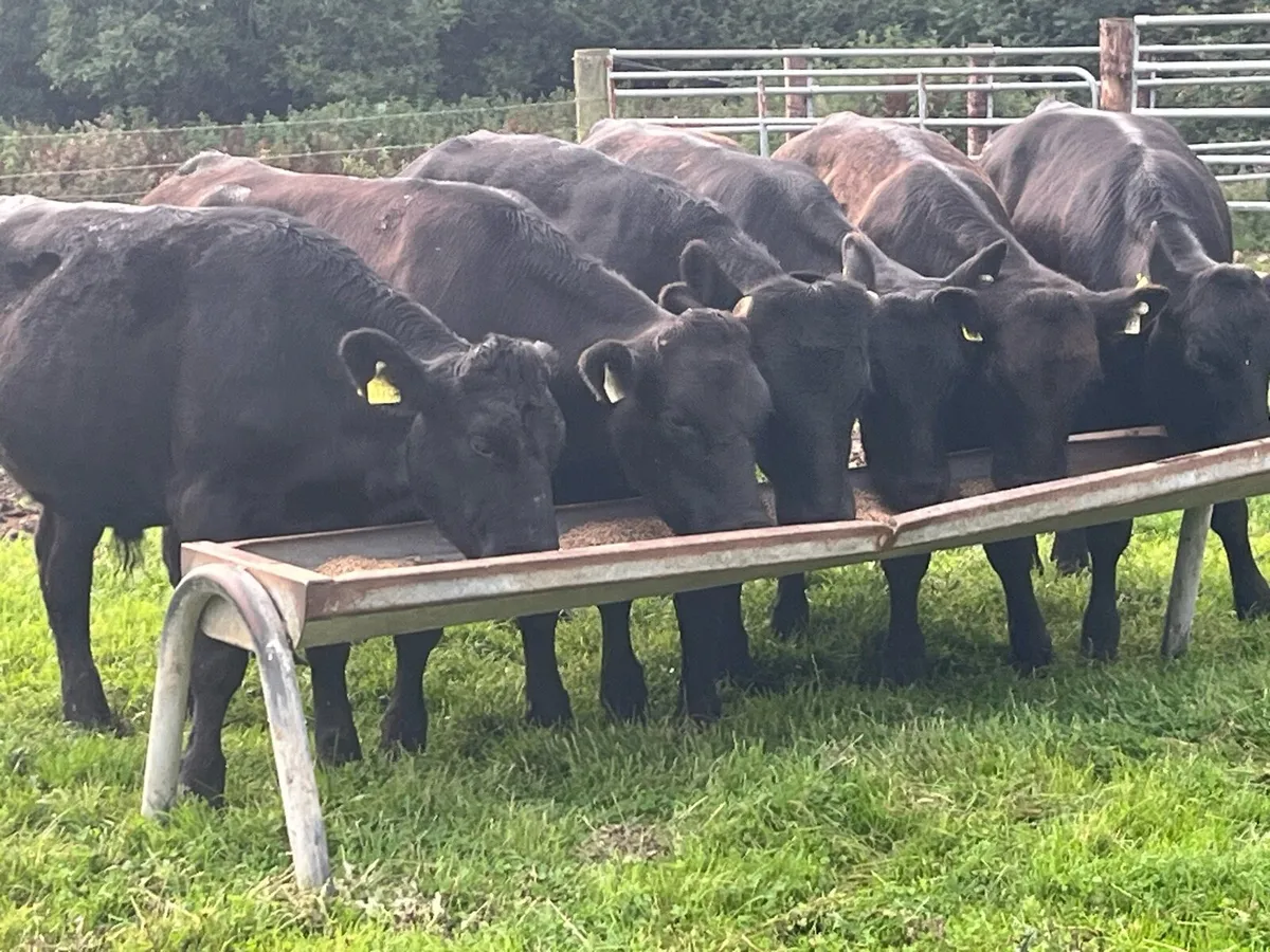 Super 380Kg LIM Store Bullocks - Image 1
