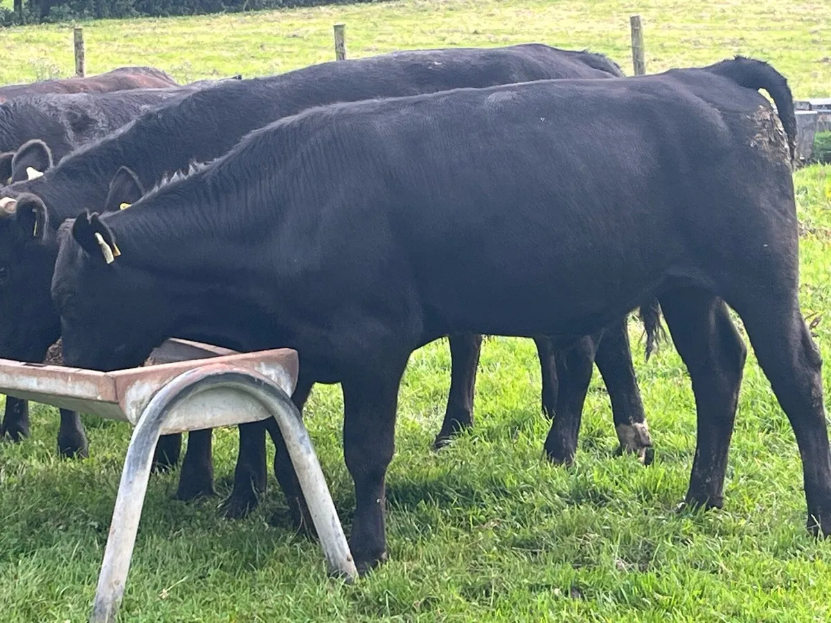 Super 380Kg LIM Store Bullocks - Image 2